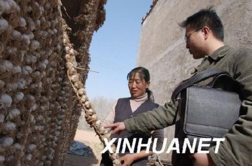 大蒜之鄉(xiāng)過半蒜商虧錢 20年老蒜農(nóng)越種越迷茫