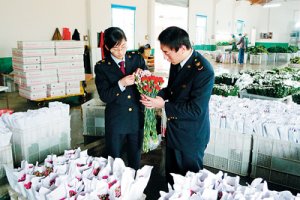 浙江湖州康乃馨鮮切花出口形勢喜人