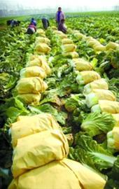 全國正經歷新一輪菜價上漲 安徽白菜價直逼豬肉