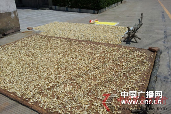 硫磺熏過的浙貝母正在暴曬,圖中黃色的粉末就是硫磺粉。